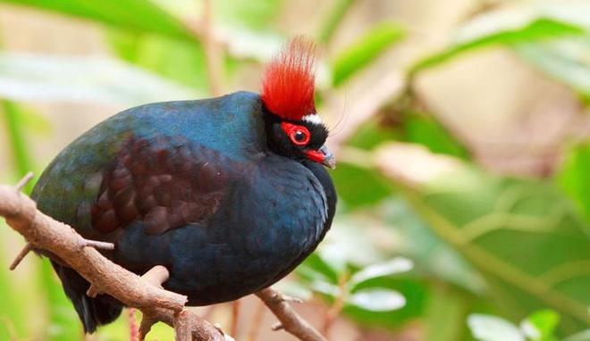 The Crested Partridge © Burma Boating